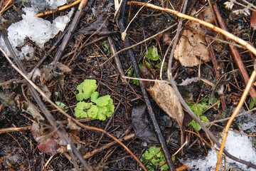 Green sprout
