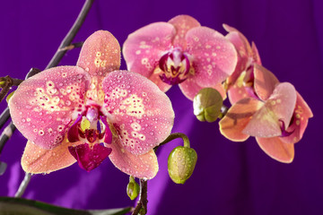 Pink Orchid macro with water drops. Phalaenopsis branch on purple background. Close up. Spring..
