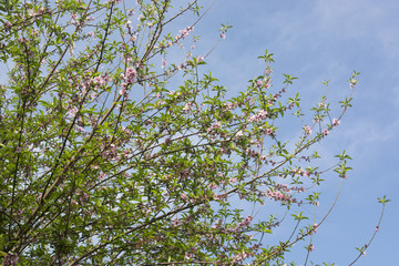 Peach Blossoms in Spring in North India