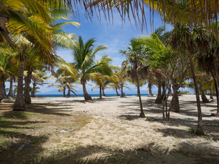 Shady grove of palm trees at midday near the water's edge