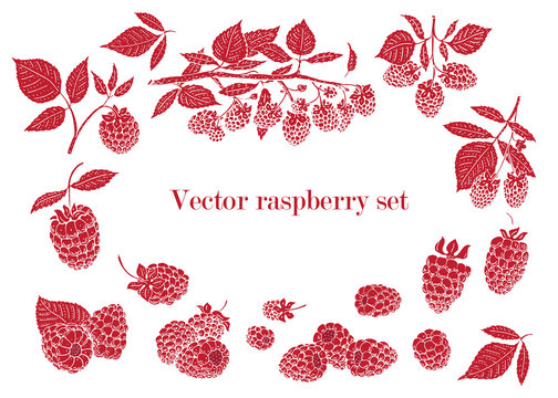 vector raspberry set. Can be use for background, design, invitation, banner, cover. Vintage hand drawn illustrations