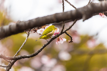 The Japanese White eye.The background is winter cherry blossoms. Located in Shinjuku, Tokyo Prefecture Japan.