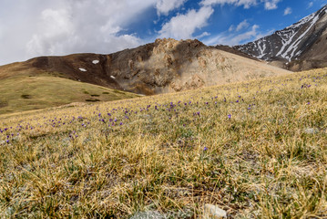 mountain flowers snow peak clouds