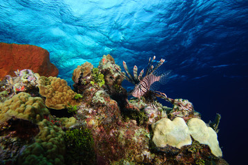 Lionfish on coral reef with rippled blue sea surface above