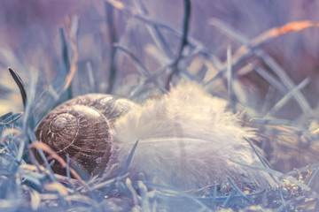 Snail and plume in grass