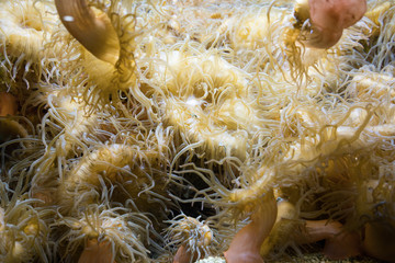 Sea anemone