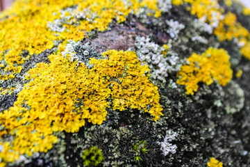Texture of moss and wet stone as spring background