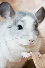 Obraz premium Adorable domestic chinchilla holding food with arms