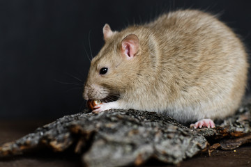 Grey fancy rat eating nut on dark background