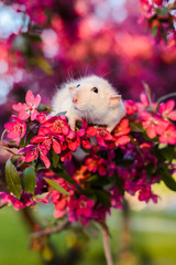 Cute fancy rat sitting in rose apple blossom