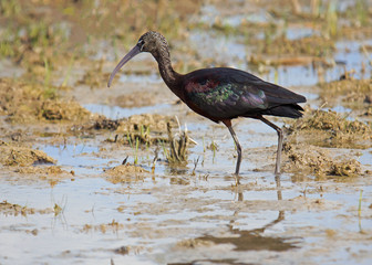 Glossy Ibis (Plegadis falcinellus)