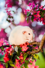 Shy fancy rat sitting in rose apple blossom  washing itself