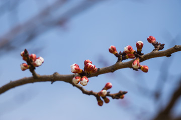 Beautiful flowering Japanese cherry - Sakura. Background with flowers on a spring day.