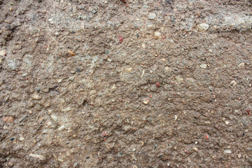 Texture of moss and wet stone as spring background
