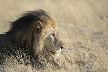 Obraz na płótnie Canvas Lion in Etosha National Park