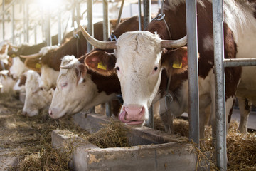 Cows feeding in stable