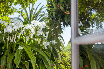 Open window with garden view