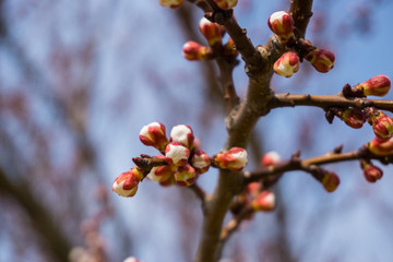 Beautiful flowering Japanese cherry - Sakura. Background with flowers on a spring day.