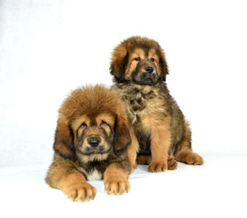 0046 - Mastiff Tybetański © DesignArt.pl