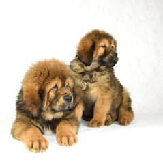 0046 - Mastiff Tybetański © DesignArt.pl