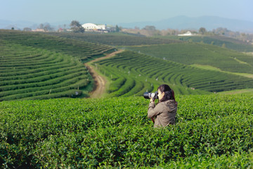 Female photographer is taking pictures of the tea plantation
