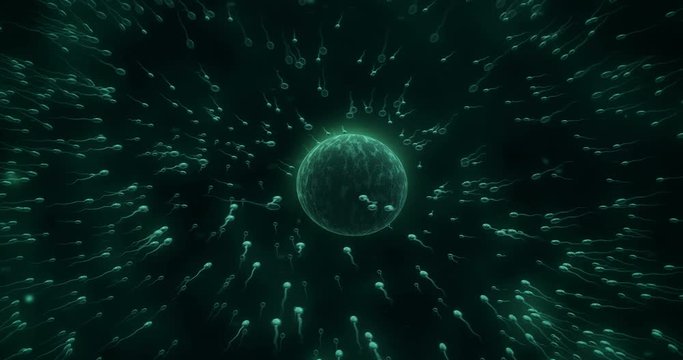 Rotation of Camera as many sperms surround the egg. Single sperm enters the egg