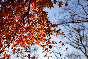 湘南平から眺める紅葉