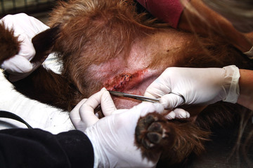 Suture surgery - dog surgery