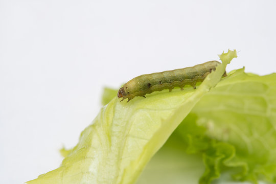 Macro shot of Green Caterpillar eating a lettuce leaf on white background.