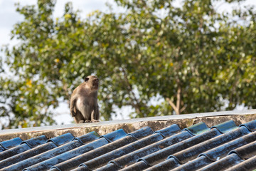 monkey sitting on a roof