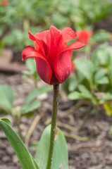 tulipe rouge dans un jardin public