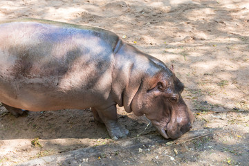 Hippo goes on the ground