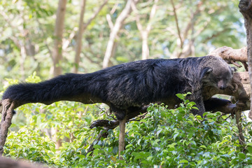 binturong full height