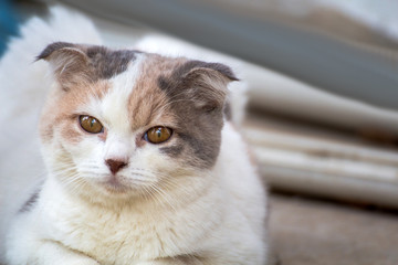 The cat relaxing on floor,brown cat and white cat