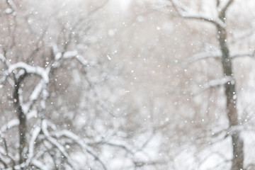 Winter background of snow and branches