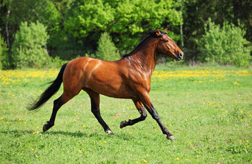 Thoroughbred horse stallion runs through tall grass field 