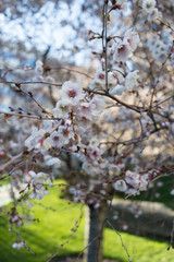 Sakura or cherry blossom flower tree full bloom sunlit