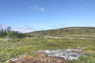 Tundra Landscape