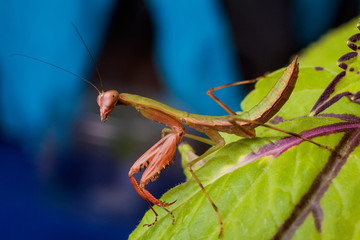 Small mantis sitting on the plant.