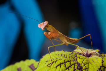 Small mantis sitting on the plant.