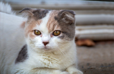 The cat relaxing on floor,brown cat and white cat