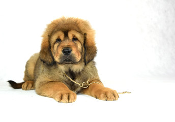 0178 - Mastiff Tybetański © DesignArt.pl