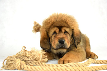 0178 - Mastiff Tybetański © DesignArt.pl