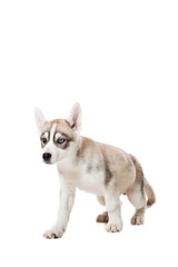 Siberian Husky puppy isolated on a white background