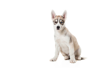 Siberian Husky puppy isolated on a white background