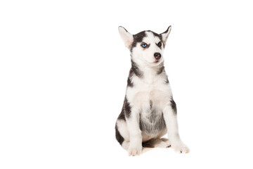 Obraz premium Siberian Husky puppy isolated on a white background