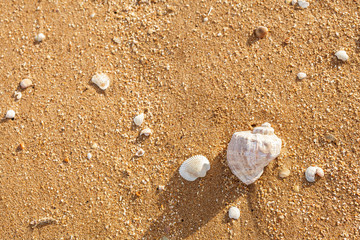 Shell Rapana venosa on the beach
