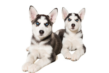 two little cute puppy of Siberian husky dog with blue eyes isolated