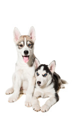 two little cute puppy of Siberian husky dog with blue eyes isolated
