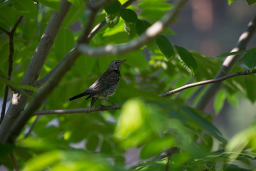 FOREST BIRDS